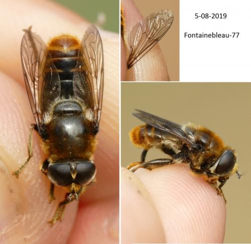 Réf. 250 918 : Merodon sp.